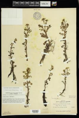 Watercress