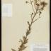 Canadian Hawkweed