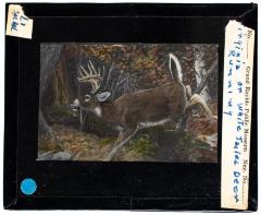 Lantern Slide, Deer Running