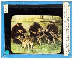 Lantern Slide, Feeding Fawn