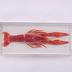 Crayfish, Plastomount
