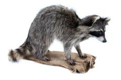 Raccoon (mount)