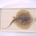 Stingray Specimen, Plastomount, Genus Dasyatis