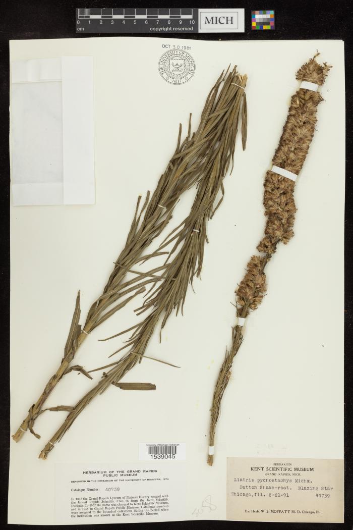 Prairie Blazing Star