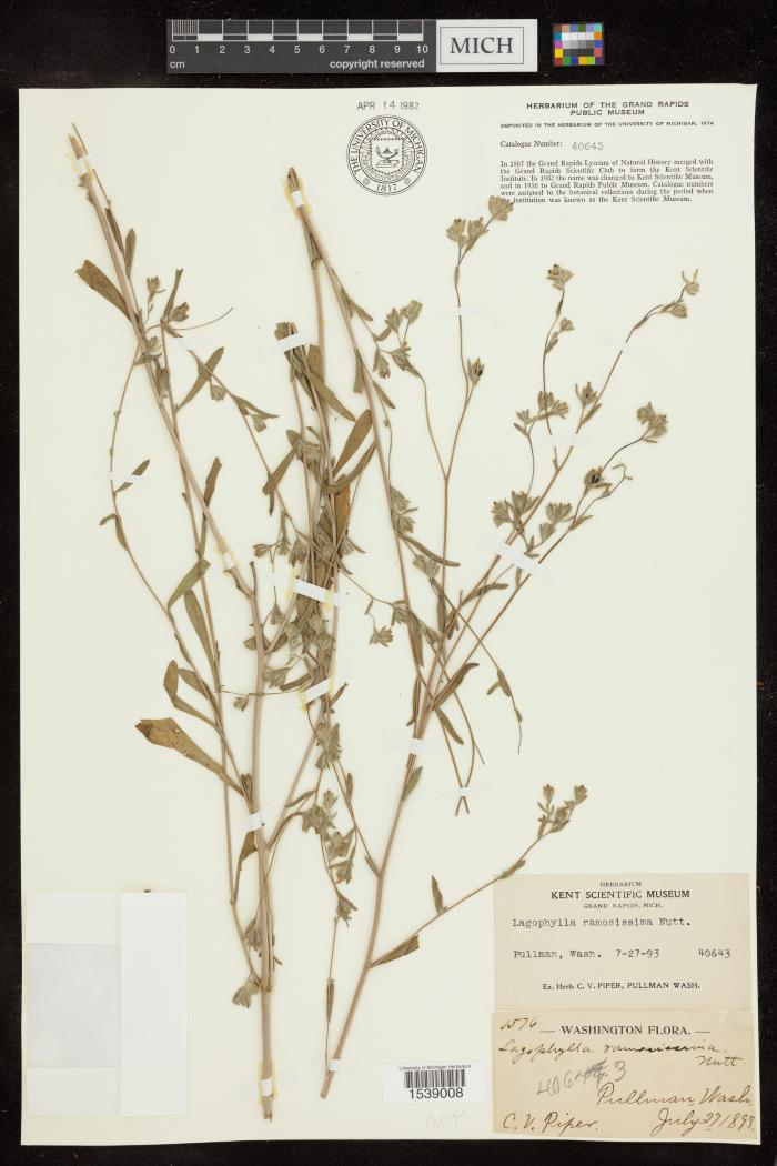 Branched Lagophylla