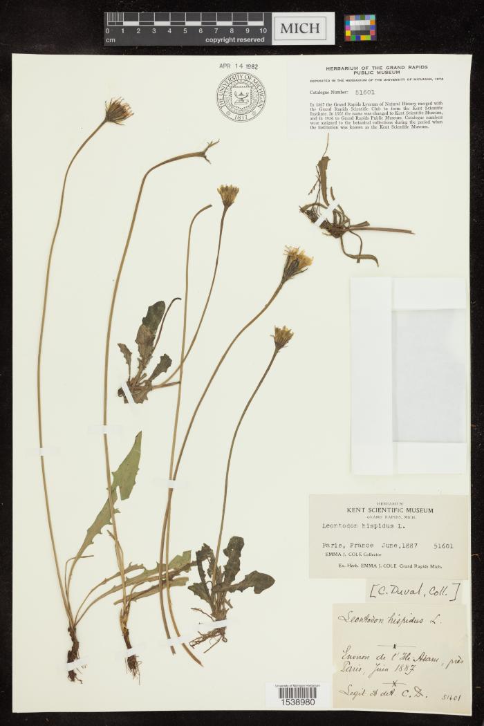 Bristly Hawkbit