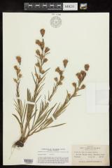 Dwarf Blazing Star