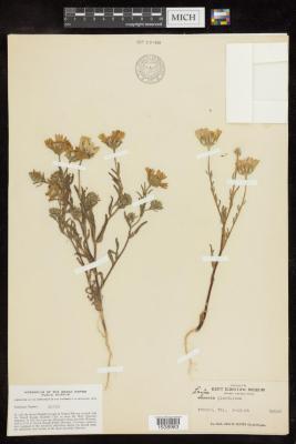 Whitedaisy Tidytips