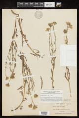 Pale Yellow Tidytips