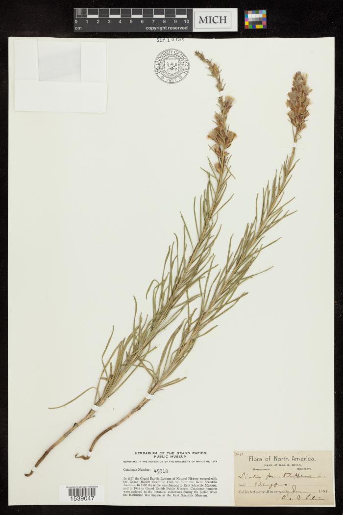 Dotted Blazing Star