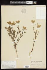 Whitedaisy Tidytips