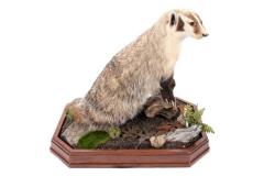 American Badger (mount)