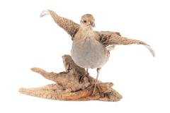Gray Partridge (mount)