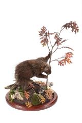 North American Porcupine (mount)
