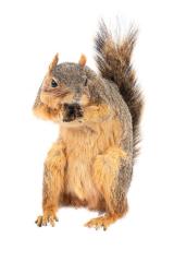 Eastern Fox Squirrel (mount)