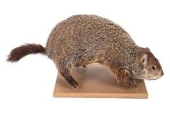 Woodchuck (mount) [Duplicate]