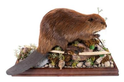 North American Beaver (mount)