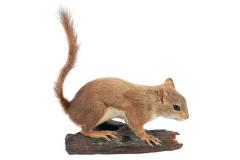 Red Squirrel (mount)