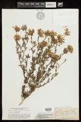 Tansyleaf Tansyaster