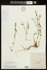 Grassy Tarweed