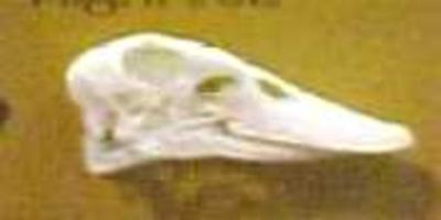 Duck Skull Anas ( Domesticus ?)