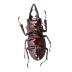 Stag Beetle
