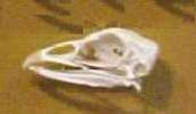 Turkey Skull Meleagris Gallopavo