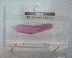 Fasciola And Clonorchis Flukes, Plastomount