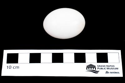 Rock Dove (egg)