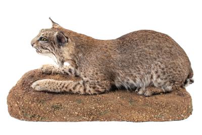 Bobcat (mount)