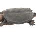 Snapping Turtle (mount)