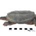 Snapping Turtle (mount)