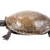 Midland Painted Turtle (mount)