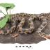 Western Fox Snake (mount)