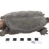Snapping Turtle (mount)