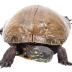 Midland Painted Turtle (mount)