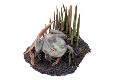 Bullfrog (mount)