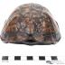Eastern Box Turtle 