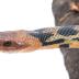 Western Fox Snake (mount)