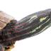 Midland Painted Turtle (mount)