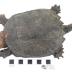 Snapping Turtle (mount)