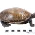Midland Painted Turtle (mount)