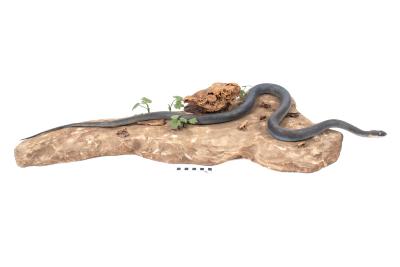 Blue Racer