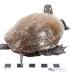Midland Painted Turtle (mount)