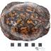 Eastern Box Turtle 