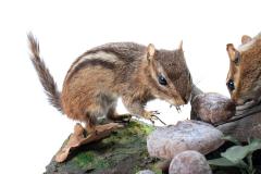 Eastern Chipmunk (mount)