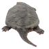 Snapping Turtle (mount)