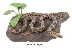 Reptiles and Amphibians (Herpetology)