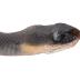 Blue Racer