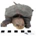 Snapping Turtle (mount)
